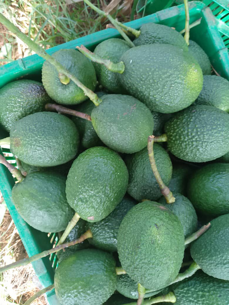 Avocado