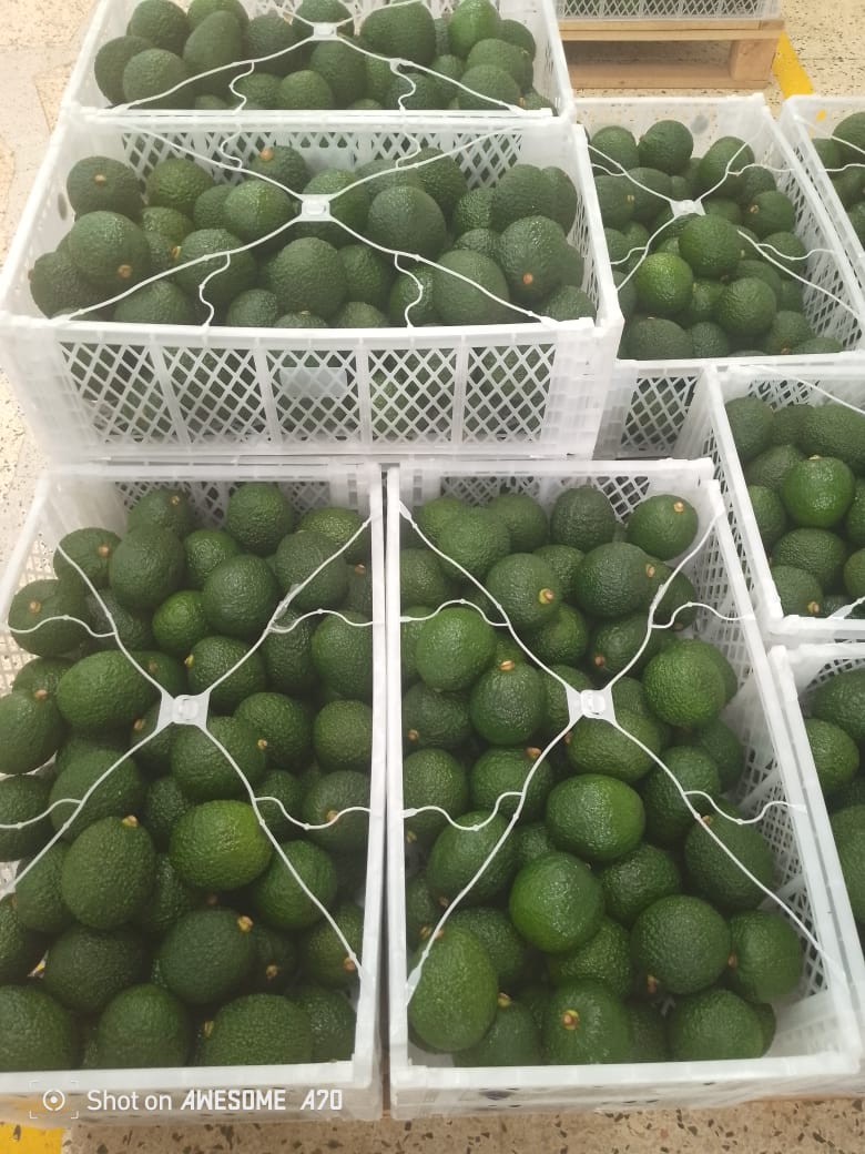 Avocado Packaging