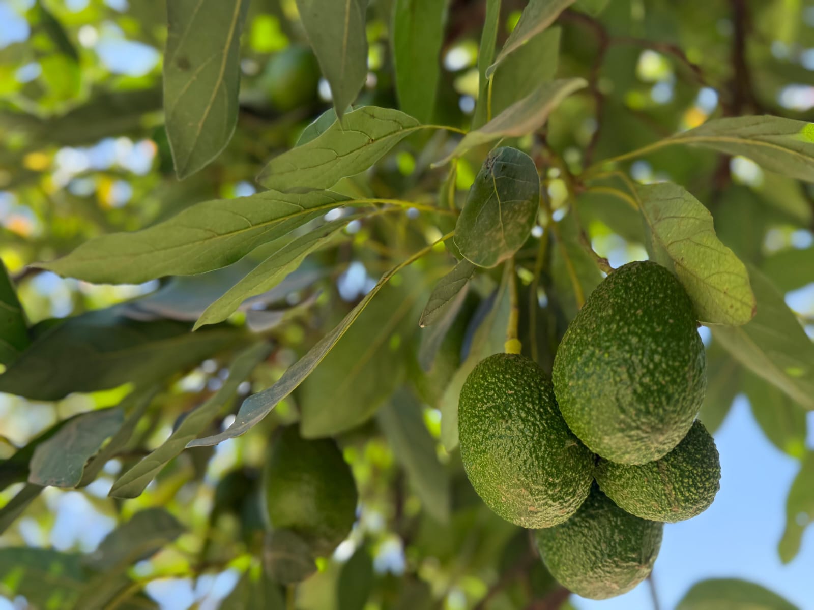 Avocado Tree