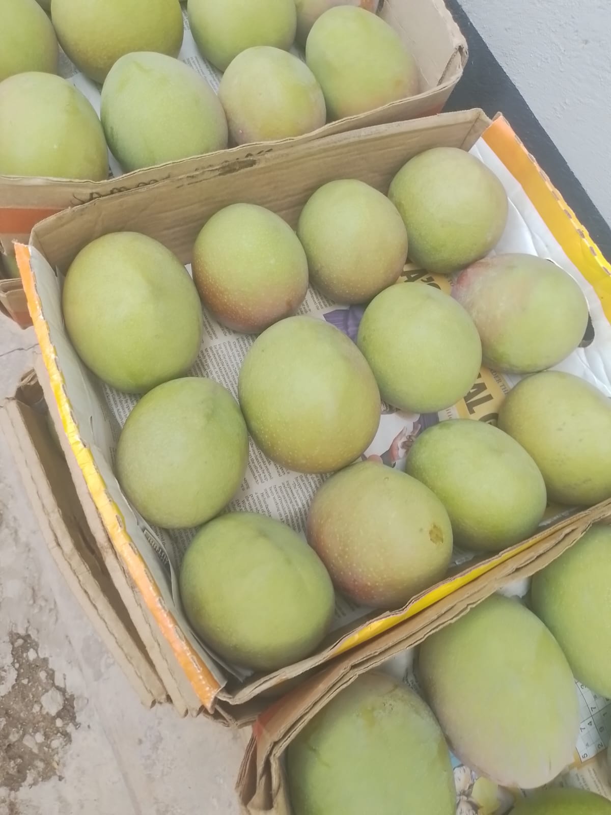 Mango Packaging