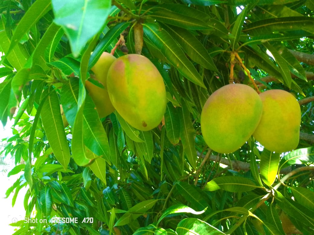 Mango Tree